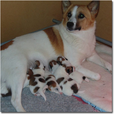 Norrbottenspets pups